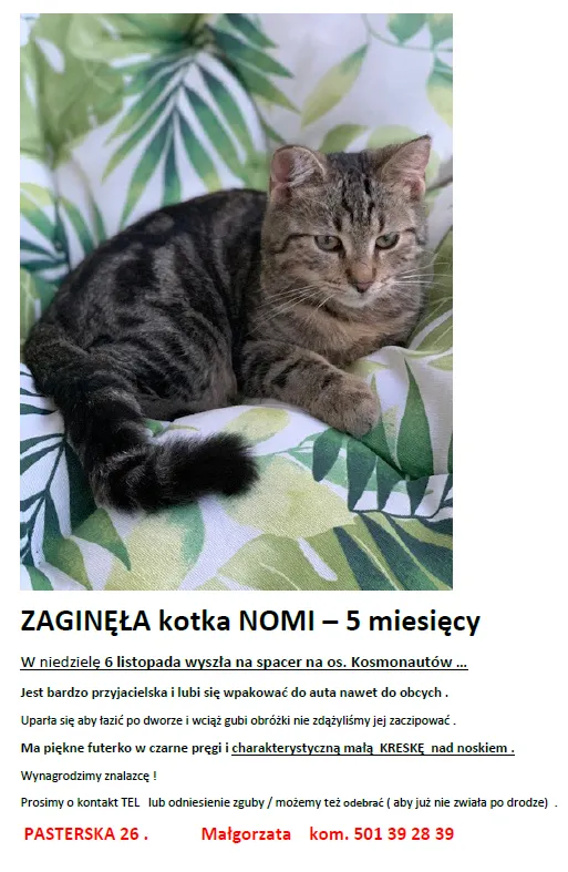 Zaginął kot, Poznań, 9 listopada 2022