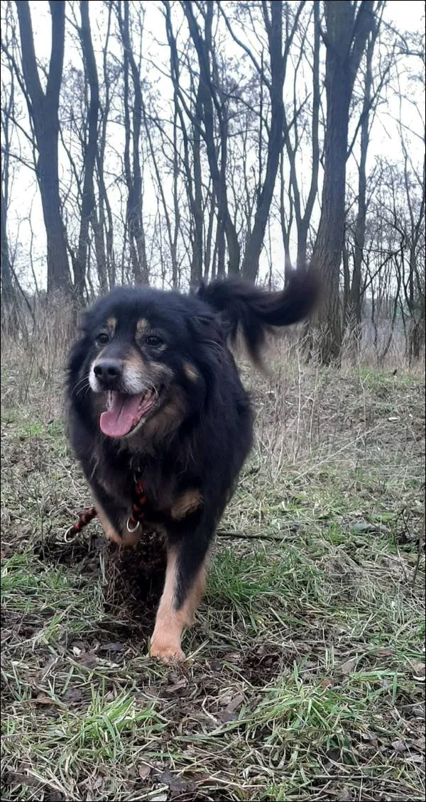 Znaleziono psa, Grudziądz, 21 grudnia 2022