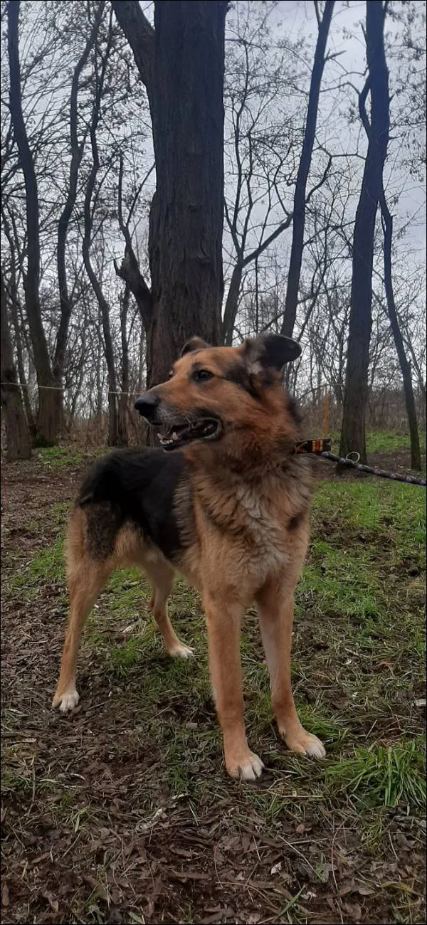 Znaleziono psa, Grudziądz, 31 grudnia 2022
