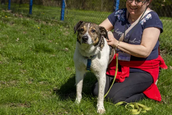 Pies do adopcji, Warszawa, 17 października 2021 (5/5)