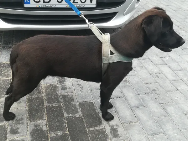 Znaleziono psa, Bydgoszcz, 11 lipca 2022