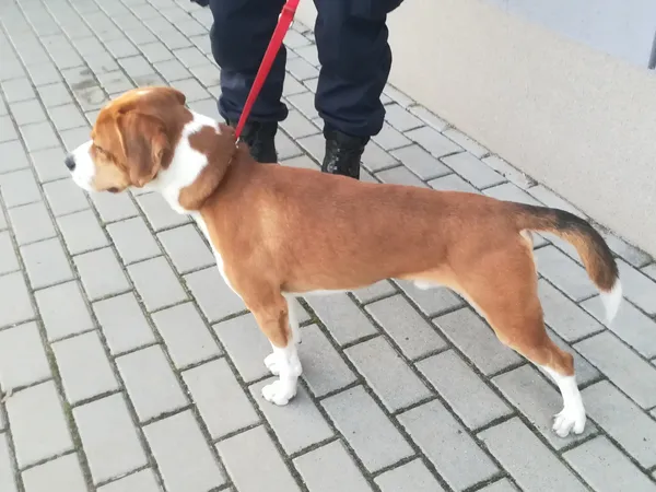 Znaleziono psa, Bydgoszcz, 17 lutego 2023