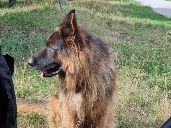 Znaleziono psa, Bydgoszcz, 30 sierpnia 2022