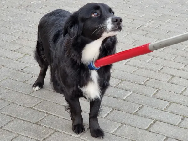 Znaleziono psa, Bydgoszcz, 12 czerwca 2022