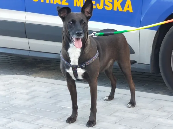 Znaleziono psa, Bydgoszcz, 2 sierpnia 2022