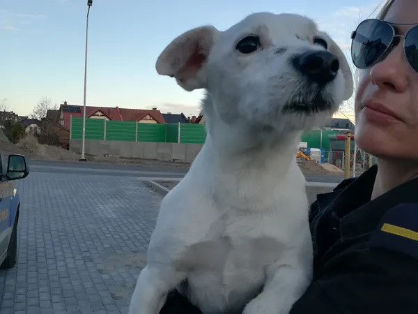 Znaleziono psa, Bydgoszcz, 10 kwietnia 2022