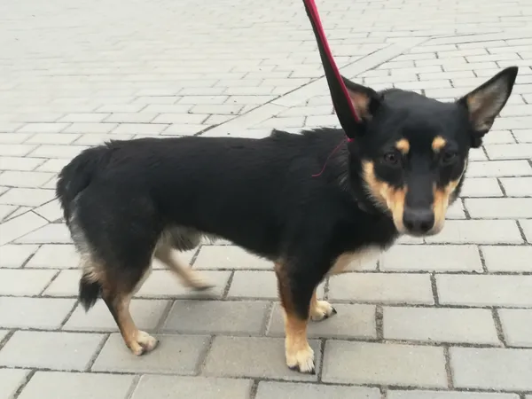 Znaleziono psa, Bydgoszcz, 7 lipca 2021