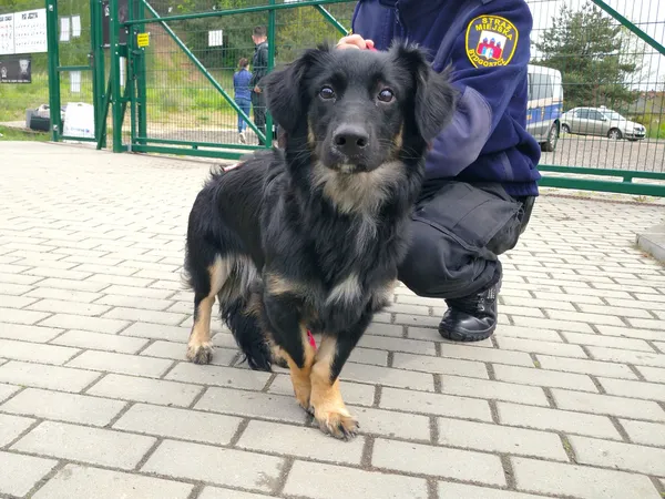 Znaleziono psa, Bydgoszcz, 22 maja 2021