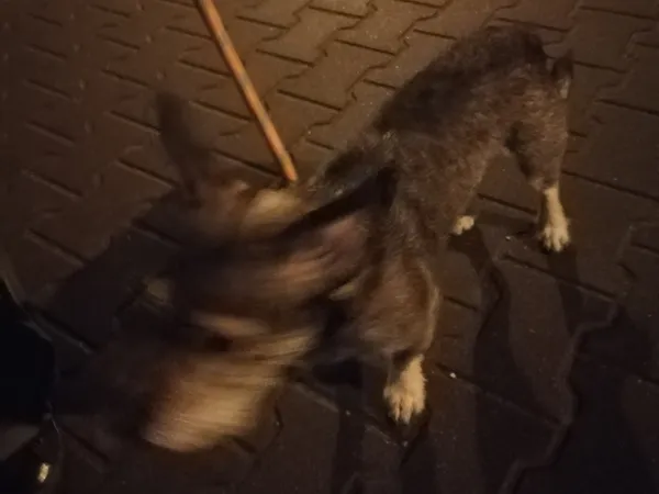 Znaleziono psa, Bydgoszcz, 18 listopada 2021