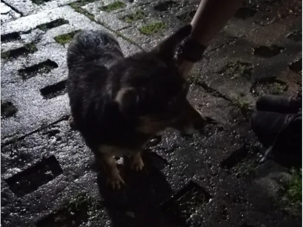 Znaleziono psa, Bydgoszcz, 9 lipca 2021