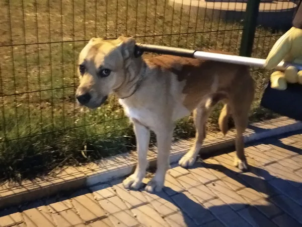 Znaleziono psa, Bydgoszcz, 10 kwietnia 2021