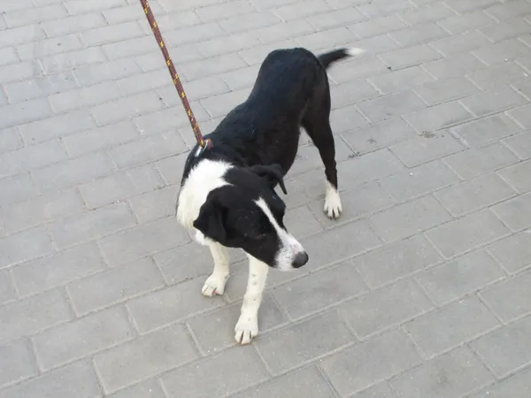 Znaleziono psa, Bydgoszcz, 3 sierpnia 2021