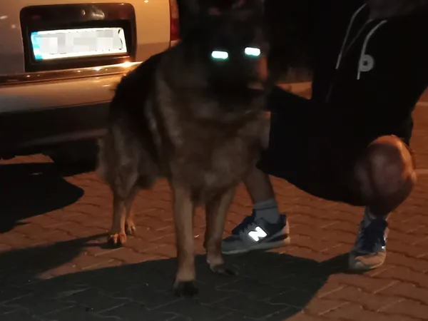 Znaleziono psa, Bydgoszcz, 17 sierpnia 2021