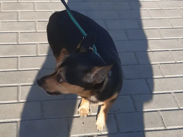 Znaleziono psa, Bydgoszcz, 10 września 2021