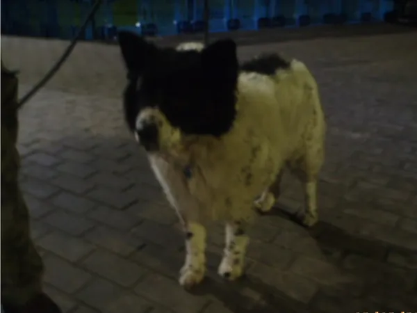 Znaleziono psa, Bydgoszcz, 19 grudnia 2021