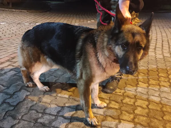 Znaleziono psa, Bydgoszcz, 30 stycznia 2022