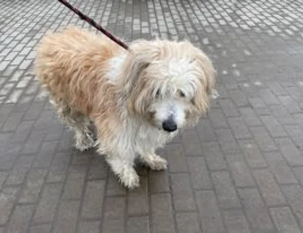 Znaleziono psa, Świdnica, 24 lutego 2023