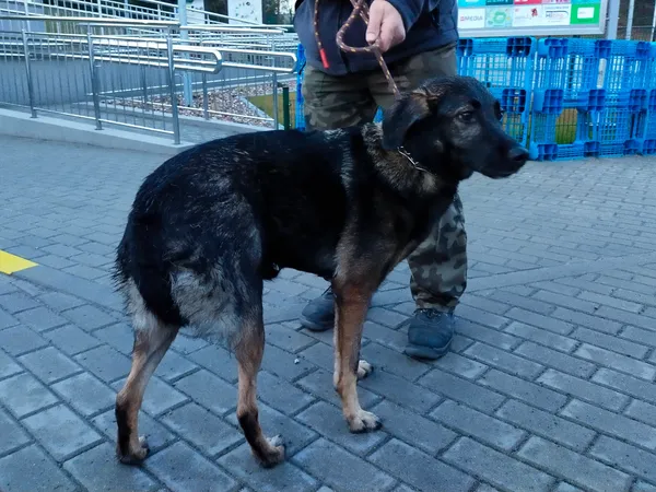 Znaleziono psa, Bydgoszcz, 8 kwietnia 2022