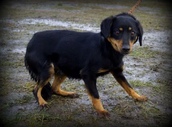 Pies do adopcji, Pieczyska, 21 lutego 2019 (1/2)