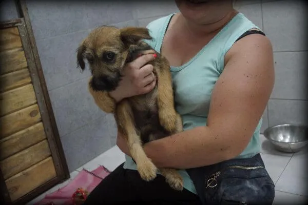 Pies do adopcji, Pieczyska, 3 sierpnia 2020 (1/2)