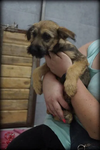 Pies do adopcji, Pieczyska, 3 sierpnia 2020 (2/2)