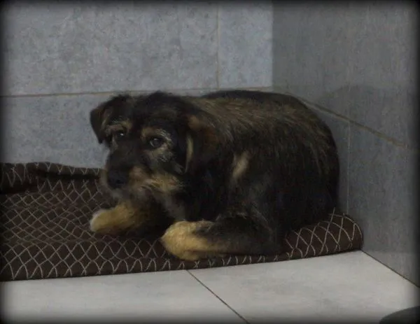 Pies do adopcji, Pieczyska, 23 listopada 2021