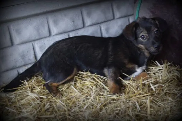 Pies do adopcji, Pieczyska, 21 lutego 2019