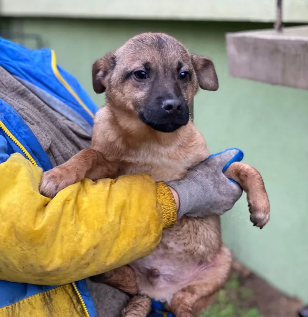 Pies do adopcji, Głowno, 8 lutego 2023