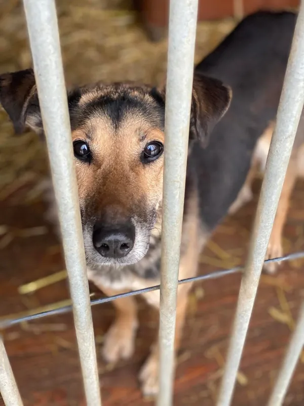 Pies do adopcji, Głowno, 10 stycznia 2023