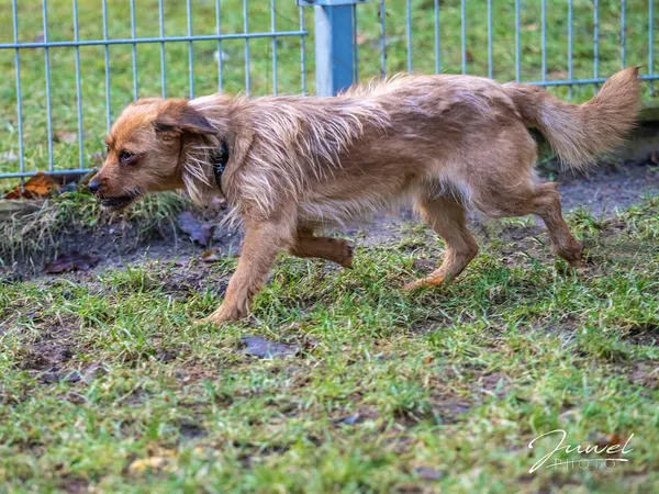 Pies do adopcji, Sopot, 25 lutego 2023 (1/5)