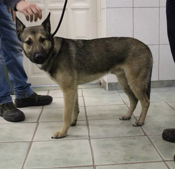 Znaleziono psa, Łódź, 26 lutego 2023 (1/4)