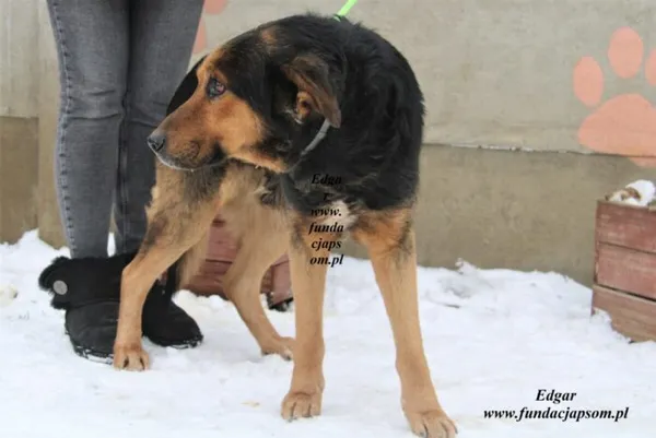 Pies do adopcji, Nowy Dwór Mazowiecki, 2 lutego 2023 (3/5)