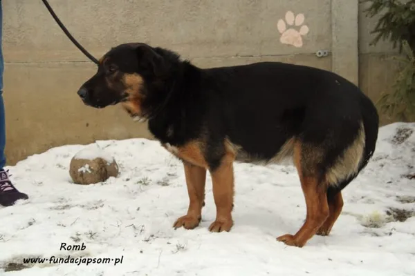 Pies do adopcji, Nowy Dwór Mazowiecki, 21 stycznia 2022 (2/5)