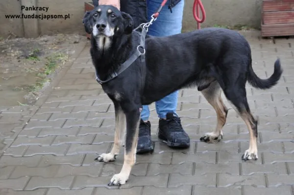 Pies do adopcji, Nowy Dwór Mazowiecki, 11 grudnia 2023 (2/5)