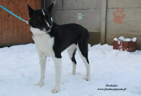 Pies do adopcji, Nowy Dwór Mazowiecki, 13 grudnia 2022 (2/5)