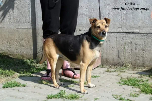 Pies do adopcji, Nowy Dwór Mazowiecki, 6 czerwca 2022 (5/5)