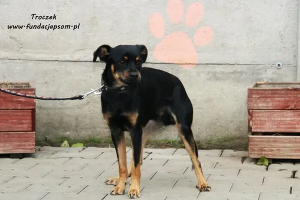 Pies do adopcji, Nowy Dwór Mazowiecki, 9 października 2022 (3/5)