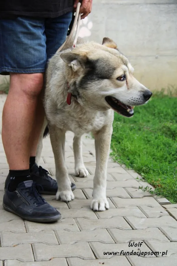 Pies do adopcji, Nowy Dwór Mazowiecki, 12 sierpnia 2022 (3/5)