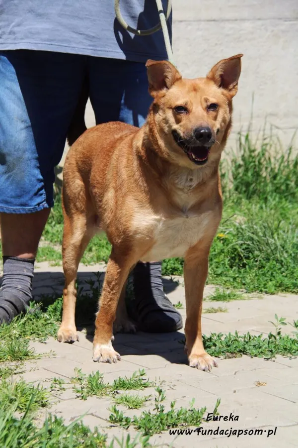 Pies do adopcji, Nowy Dwór Mazowiecki, 4 czerwca 2022 (4/5)