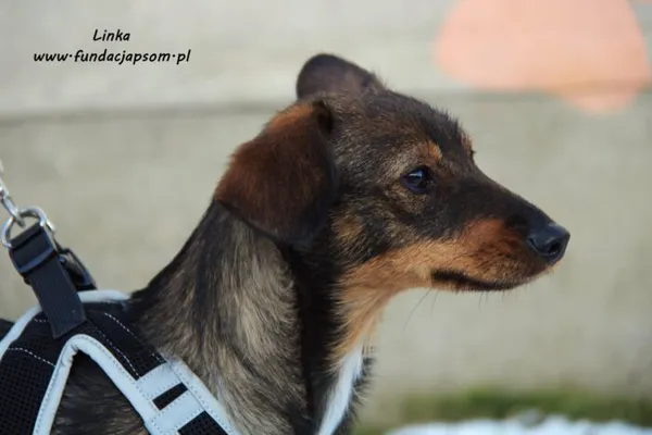 Pies do adopcji, Nowy Dwór Mazowiecki, 17 stycznia 2022 (2/5)