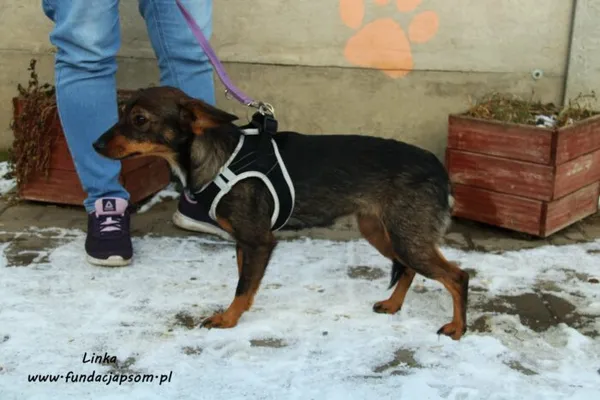 Pies do adopcji, Nowy Dwór Mazowiecki, 17 stycznia 2022 (3/5)