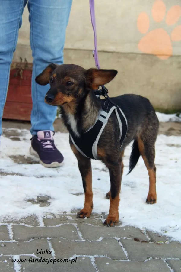 Pies do adopcji, Nowy Dwór Mazowiecki, 17 stycznia 2022 (4/5)