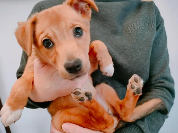 Pies do adopcji, Chojnice, 2 lutego 2023
