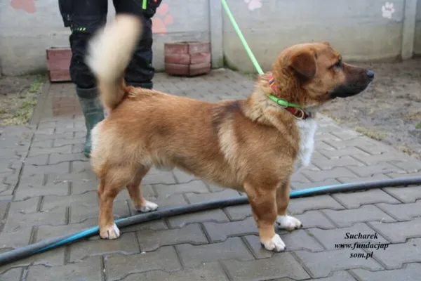 Pies do adopcji, Nowy Dwór Mazowiecki, 27 lutego 2023 (2/4)