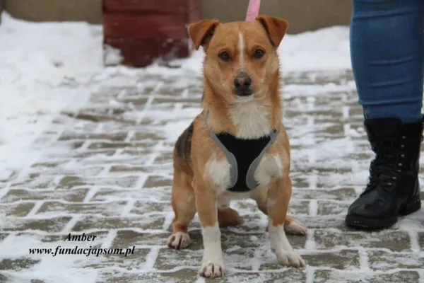 Pies do adopcji, Nowy Dwór Mazowiecki, 18 grudnia 2022 (1/5)