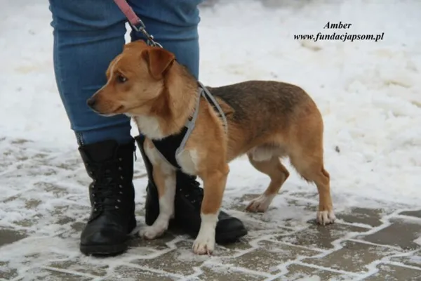 Pies do adopcji, Nowy Dwór Mazowiecki, 18 grudnia 2022 (2/5)
