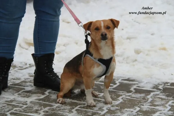 Pies do adopcji, Nowy Dwór Mazowiecki, 18 grudnia 2022 (3/5)