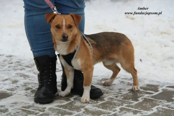 Pies do adopcji, Nowy Dwór Mazowiecki, 18 grudnia 2022 (5/5)