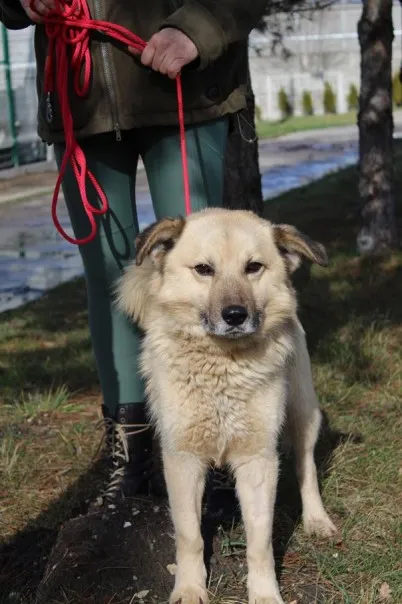 Pies do adopcji, Bełchatów, 17 stycznia 2023 (3/5)