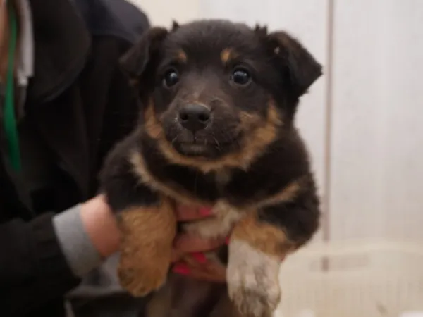 Pies do adopcji, Kraków, 17 lutego 2023